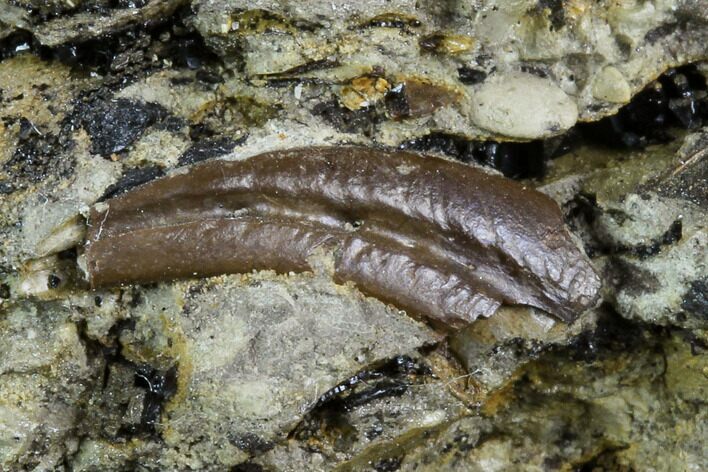 Partial Theropod (Raptor) Claw - Aguja Formation, Texas #116634